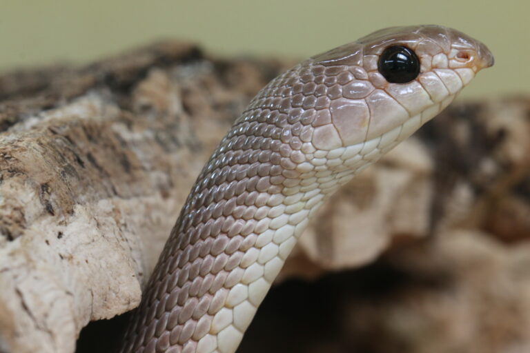 šípovec nosatý (Rhamphiophis oxyrhynchus)