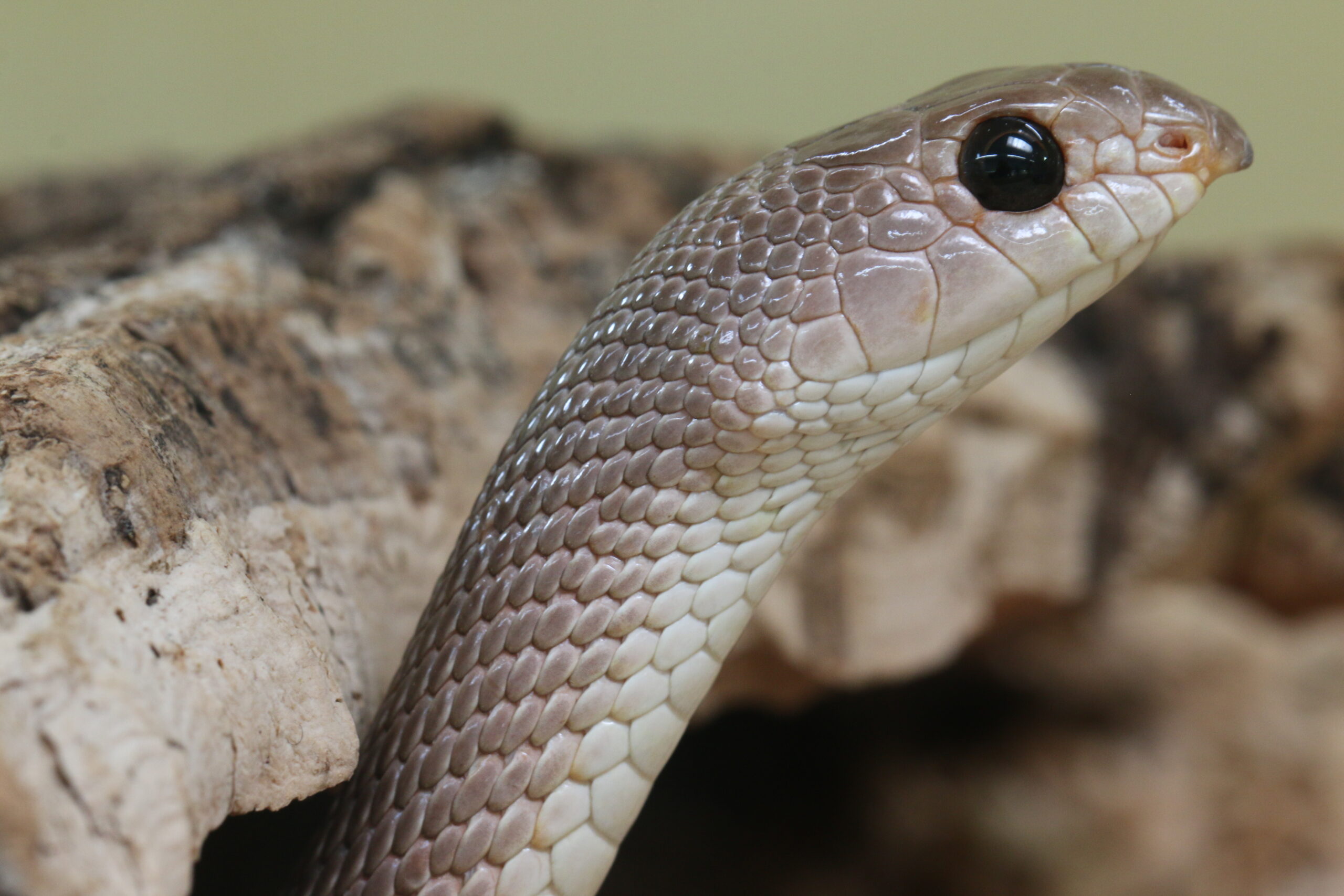 šípovec nosatý (Rhamphiophis oxyrhynchus)