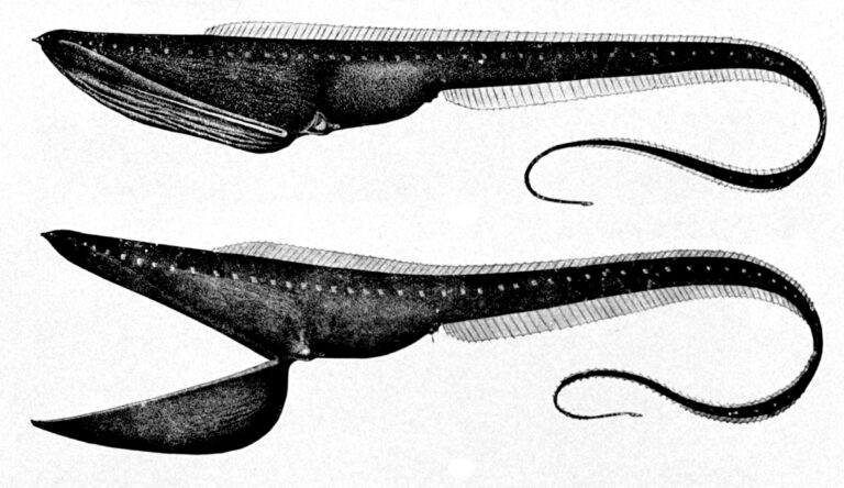 šírotlamka pelikánovitá šírotlamka pelikánovitá (Eurypharynx pelecanoides)