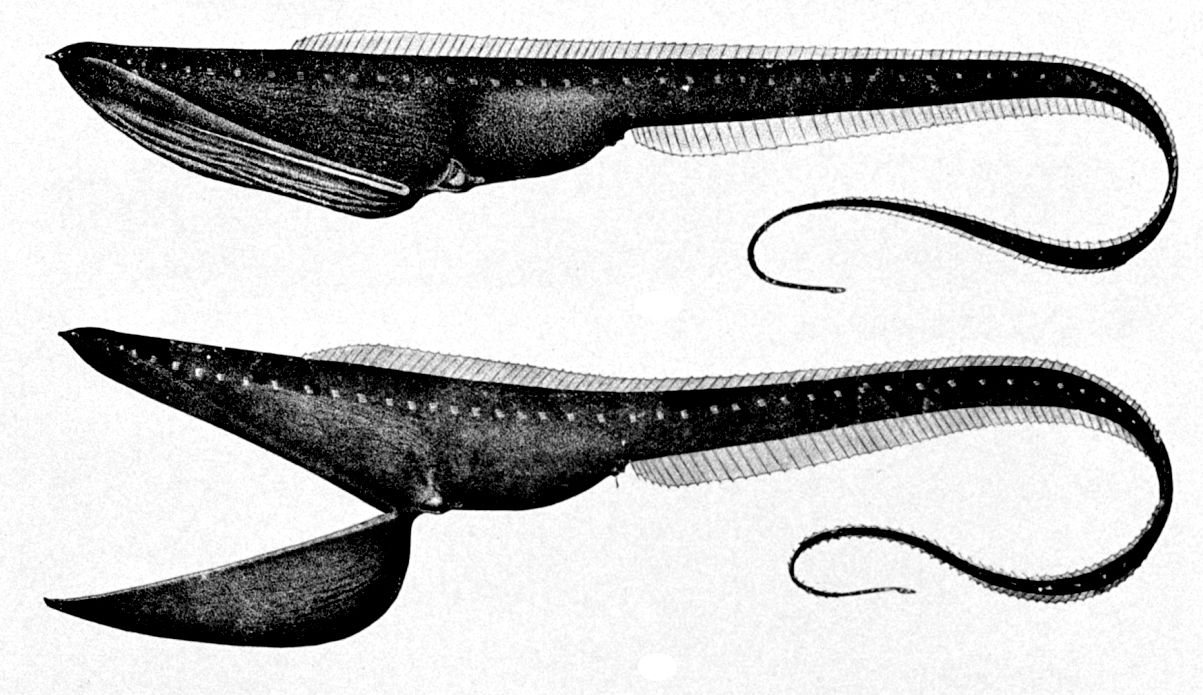 šírotlamka pelikánovitá (Eurypharynx pelecanoides)