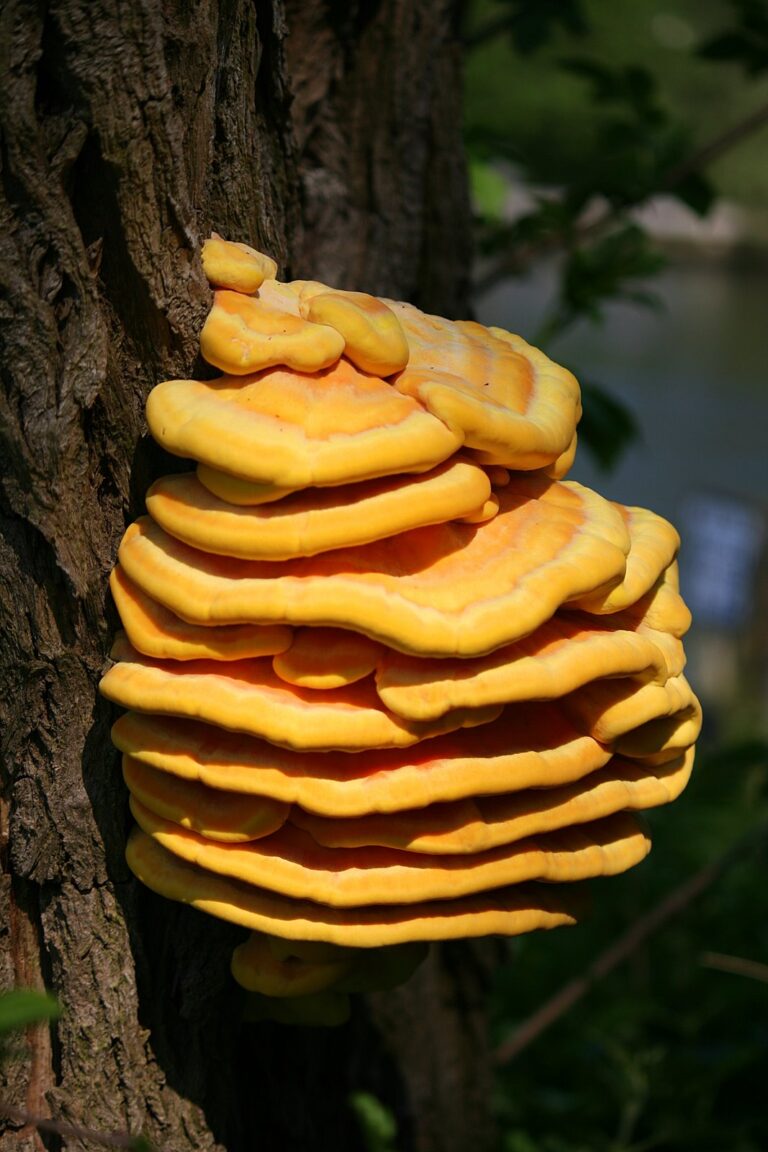 sírovec žlutooranžový (Laetiporus sulphureus)