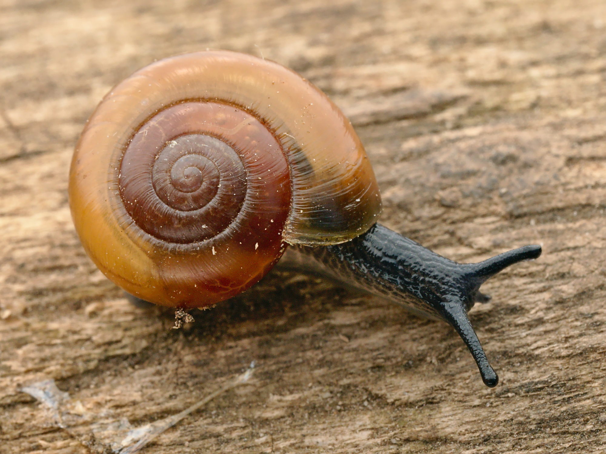 sítovka lesklá (Aegopinella nitidula)