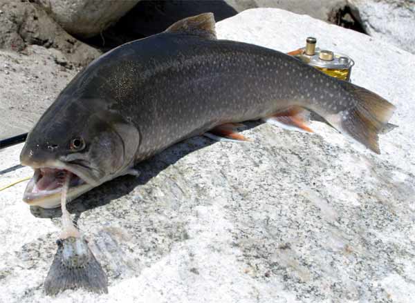 siven severní (Salvelinus alpinus)