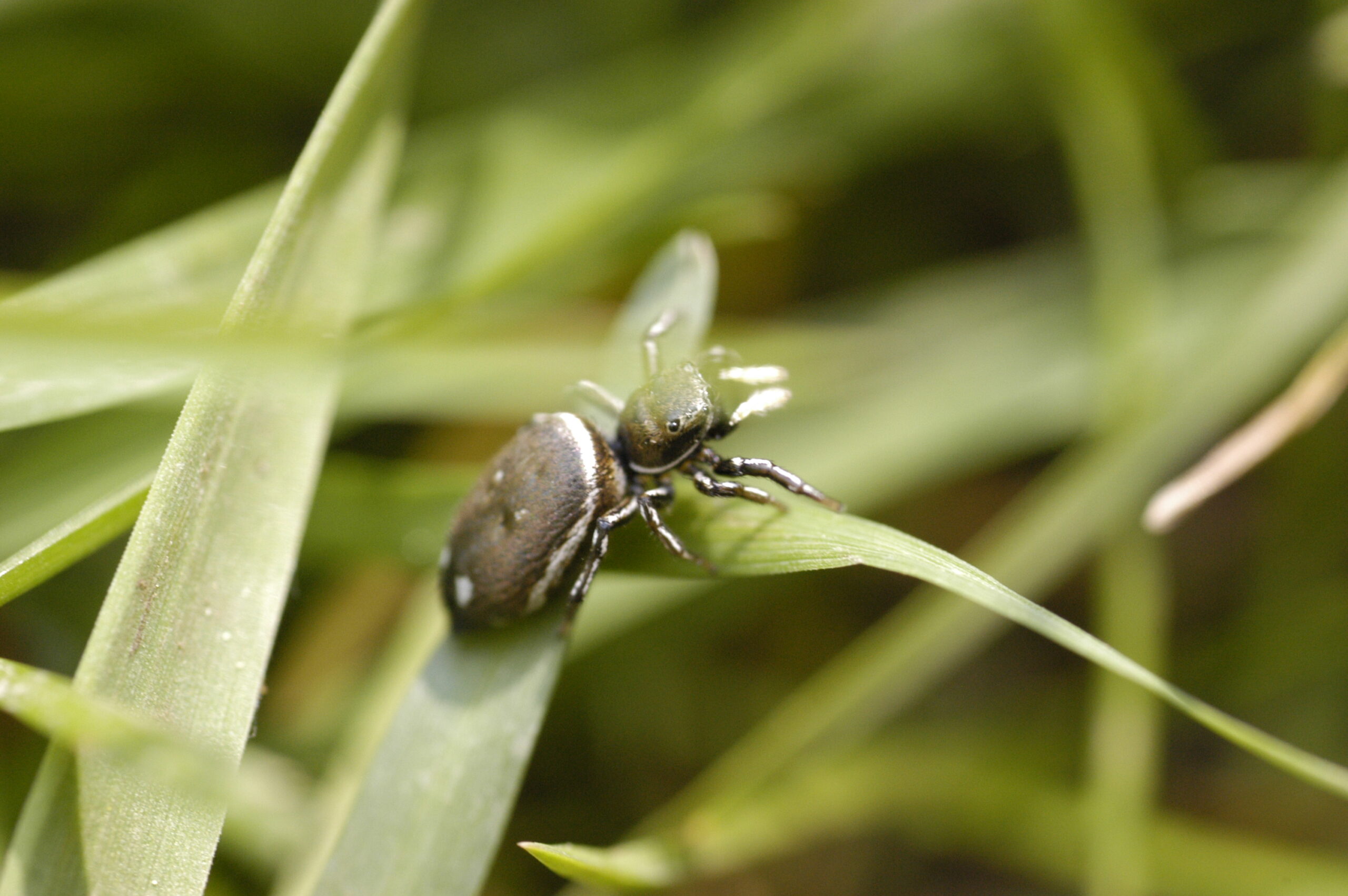 skákavka bronzová (Heliophanus aeneus)