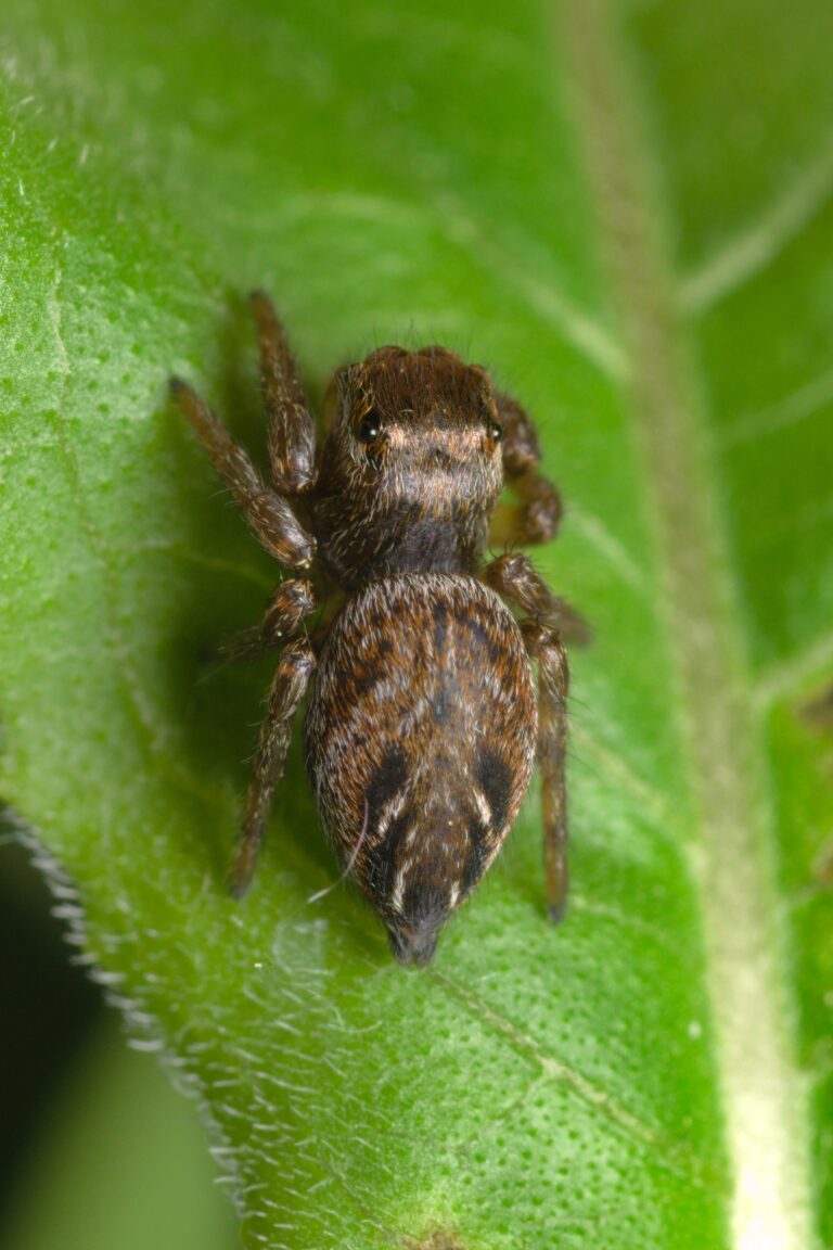 skákavka černá (Evarcha arcuata)