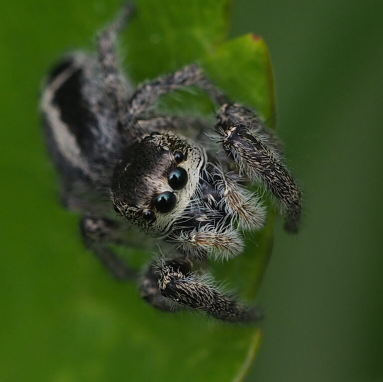 Skákavka křížová (Pellenes tripunctatus)