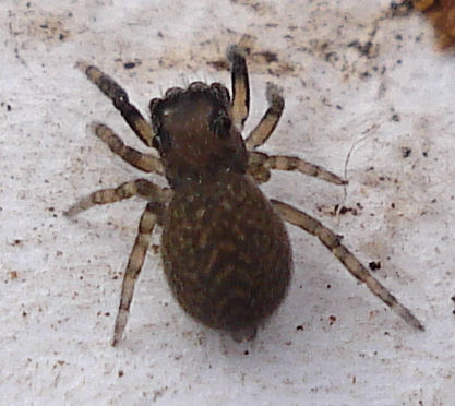 skákavka mechová (Neon reticulatus)