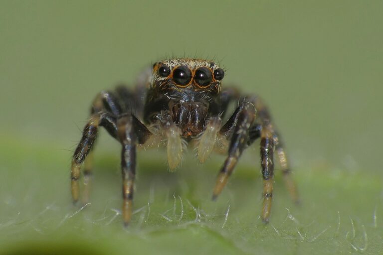 skákavka měděná (Heliophanus cupreus)