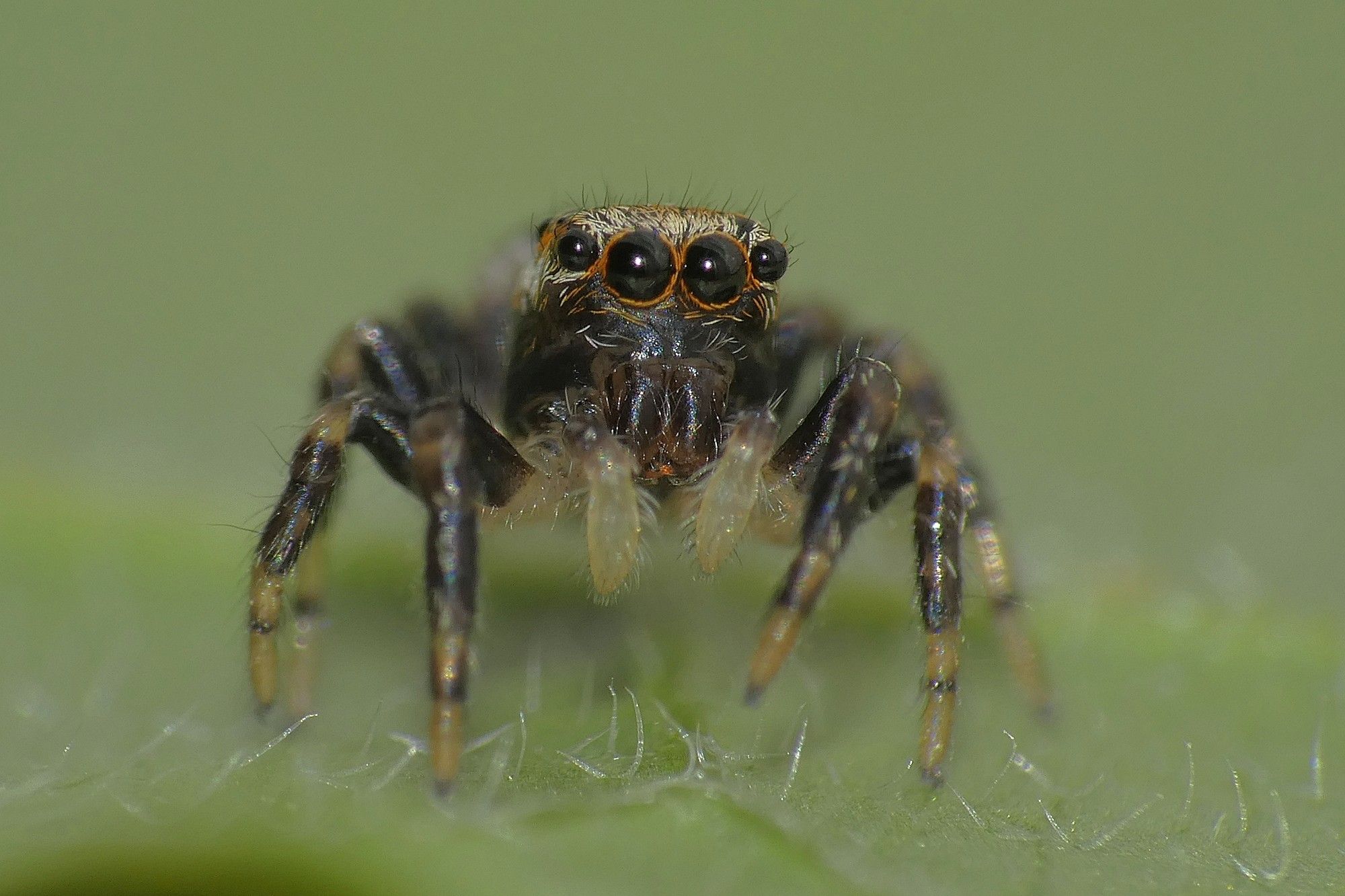 skákavka měděná (Heliophanus cupreus)
