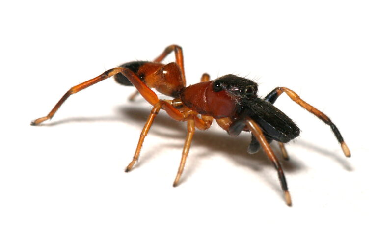 skákavka mravenčí skákavka mravenčí (Myrmarachne formicaria)