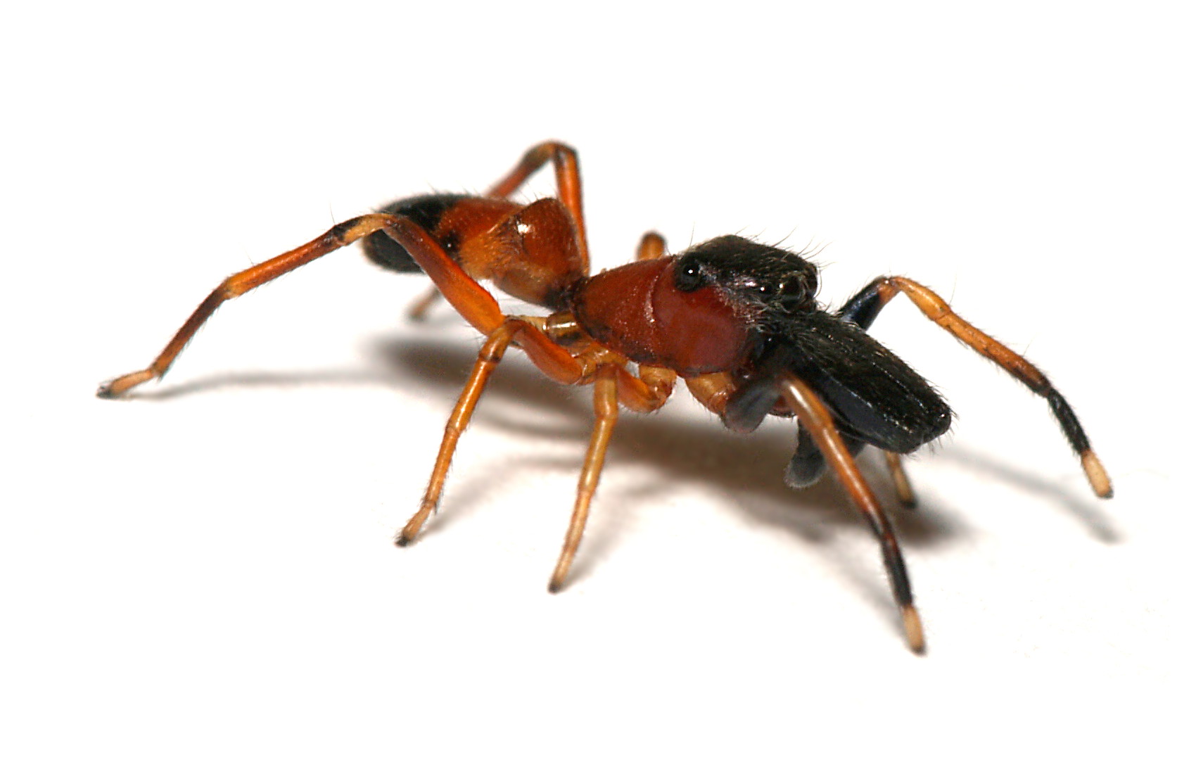 skákavka mravenčí (Myrmarachne formicaria)