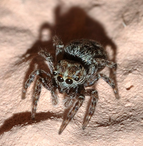 Skákavka okenní (Attulus pubescens)