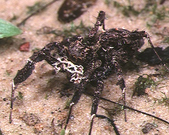 skákavka pavoukožravá (Portia fimbriata)