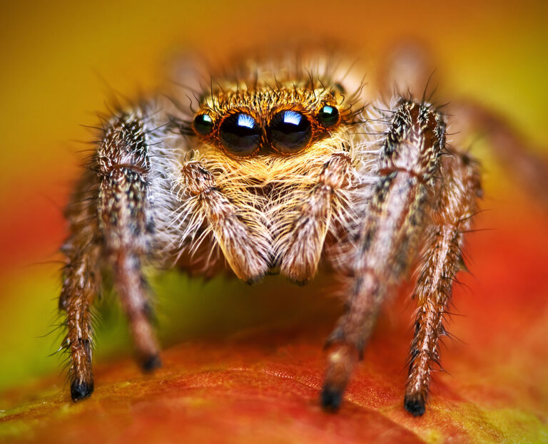 skákavka rákosní (Marpissa radiata)