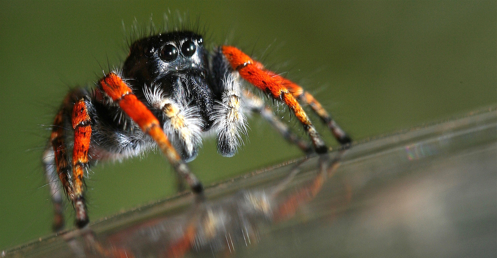 skákavka rudopásá (Philaeus chrysops)