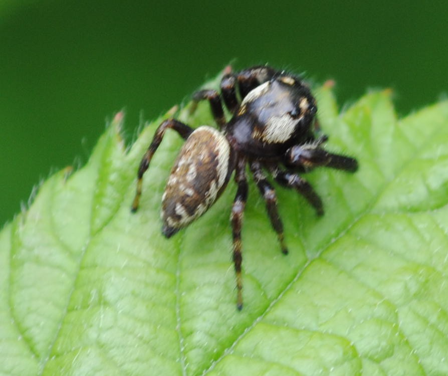 skákavka sosnová (Macaroeris nidicolens)