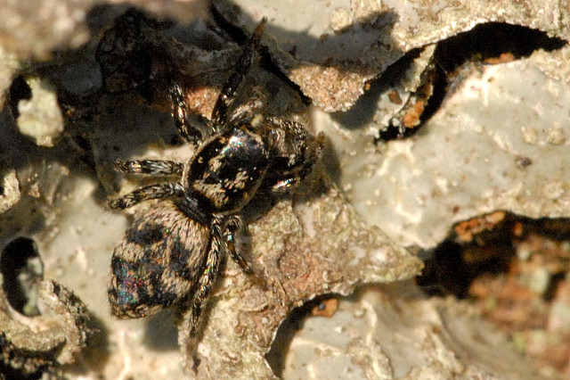 skákavka stromová (Salticus cingulatus)