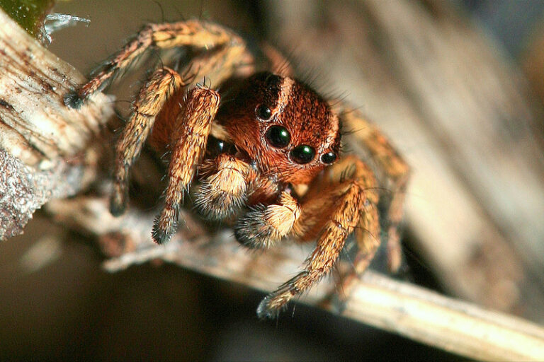 Skákavka stužkovitá (Phlegra fasciata)
