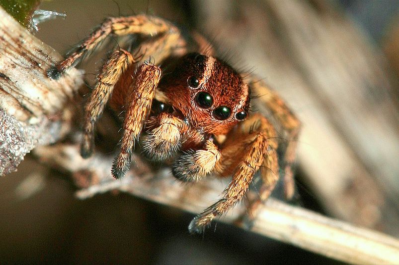 Skákavka stužkovitá (Phlegra fasciata)