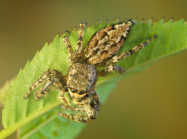 skákavka velká (Marpissa muscosa)