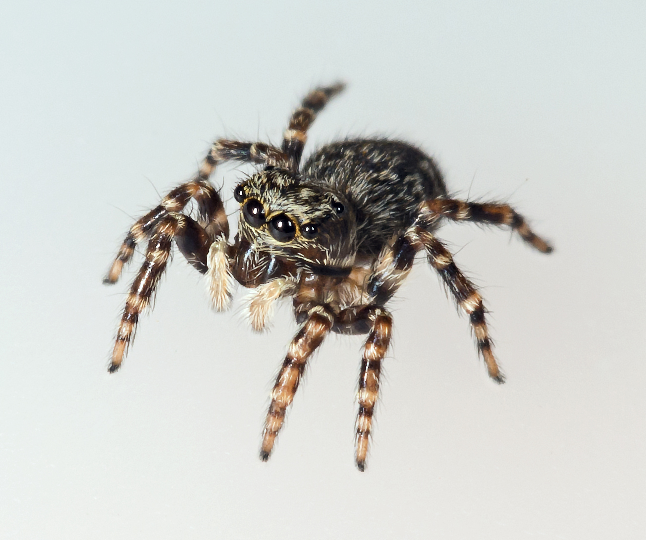 Skákavka zední (Pseudeuophrys lanigera)