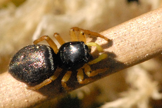 skákavka žlutonohá (Heliophanus flavipes)