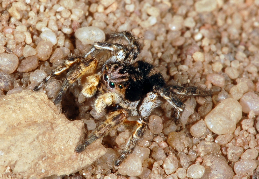skákavka znamenaná (Aelurillus v-insignitus)