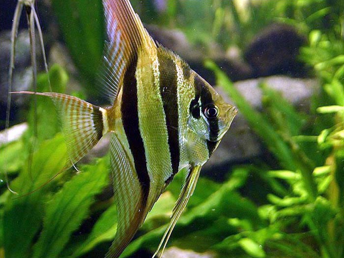 skalára vysoká (Pterophyllum altum)