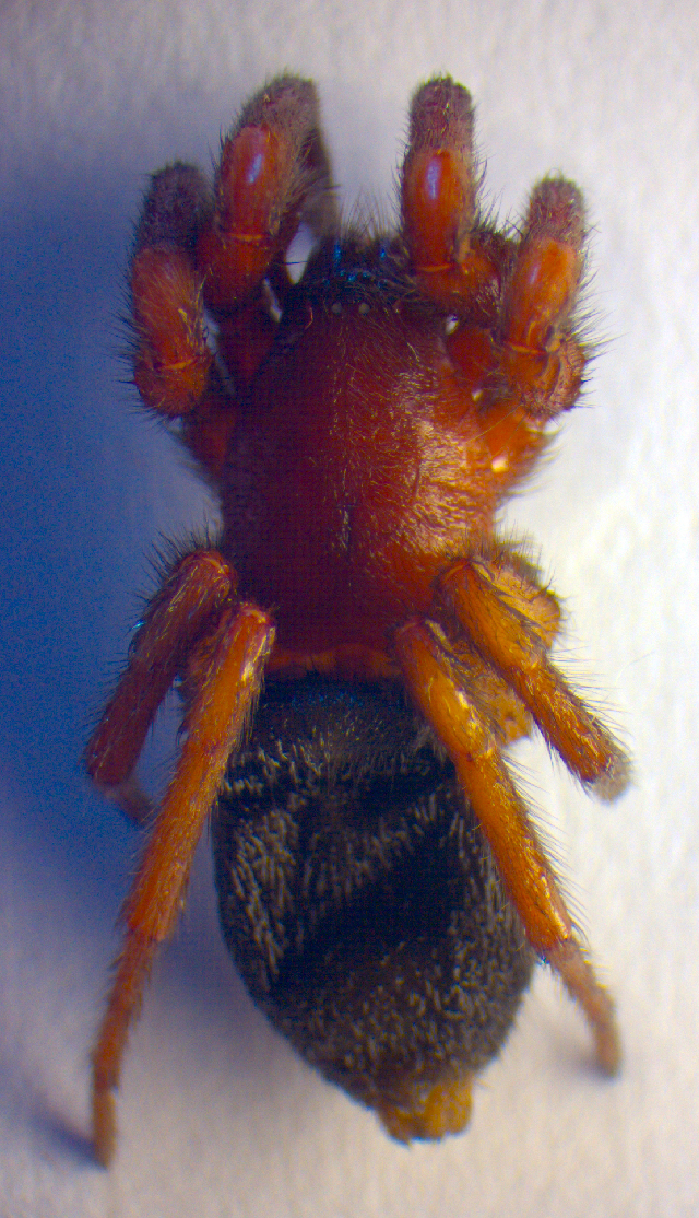 skálovka domácí (Scotophaeus scutulatus)