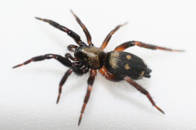 skálovka mravencožravá (Callilepis nocturna)
