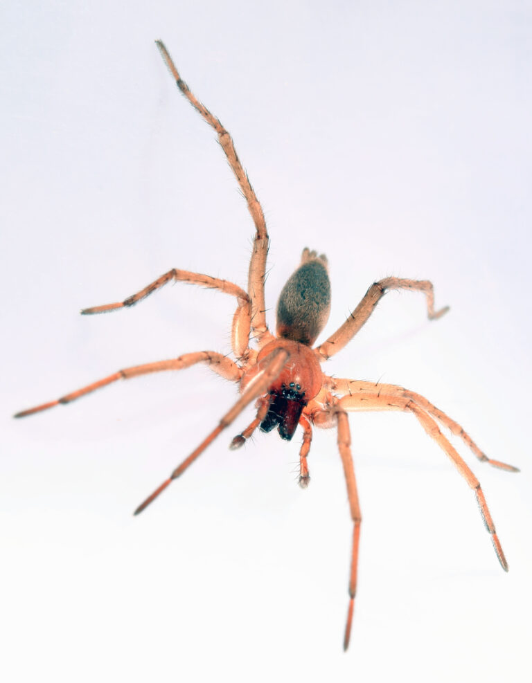 skálovka žlutavá (Drassodes lapidosus)