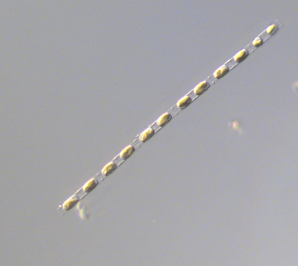Skeletonema costatum