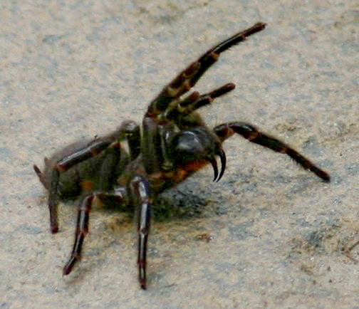 sklípkanec jedovatý sklípkanec jedovatý (Atrax robustus)