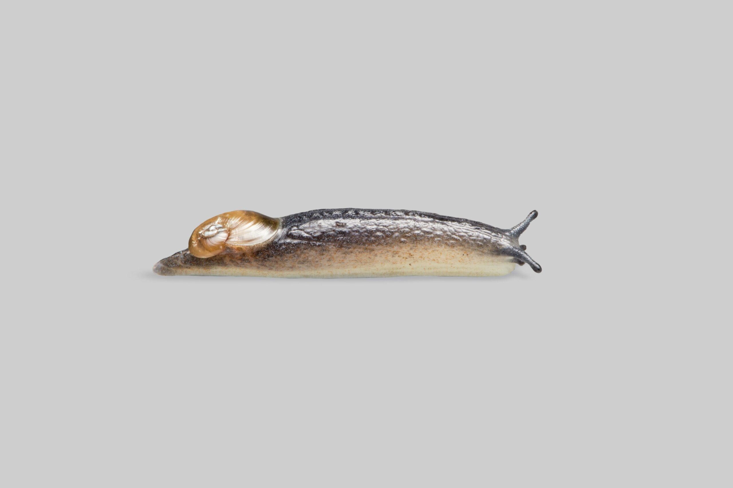 sklovatka rudá (Daudebardia rufa)