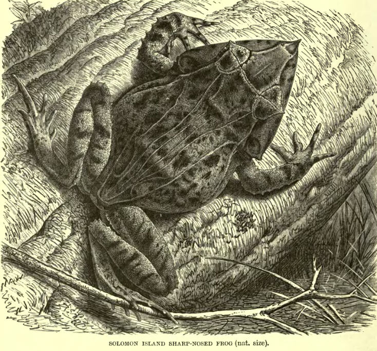 Skokan hrotnatý (Cornufer guentheri)
