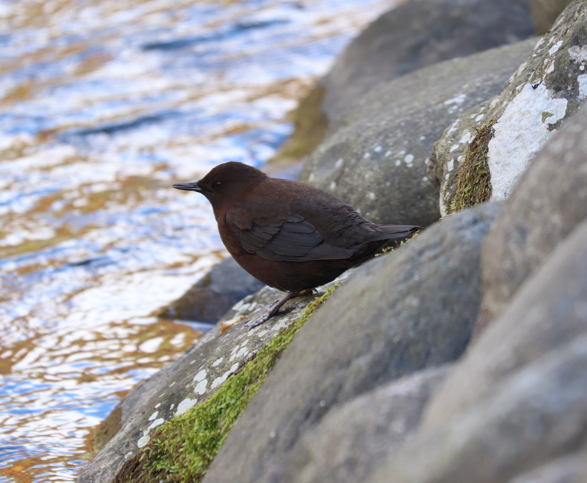 skorec asijský (Cinclus pallasii)