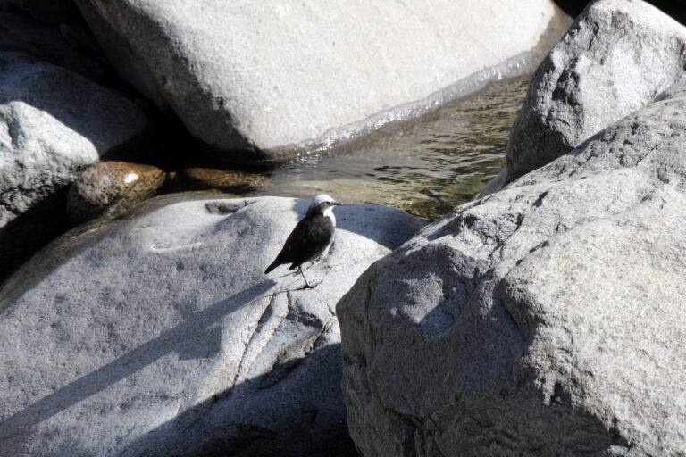 skorec bělohlavý (Cinclus leucocephalus)