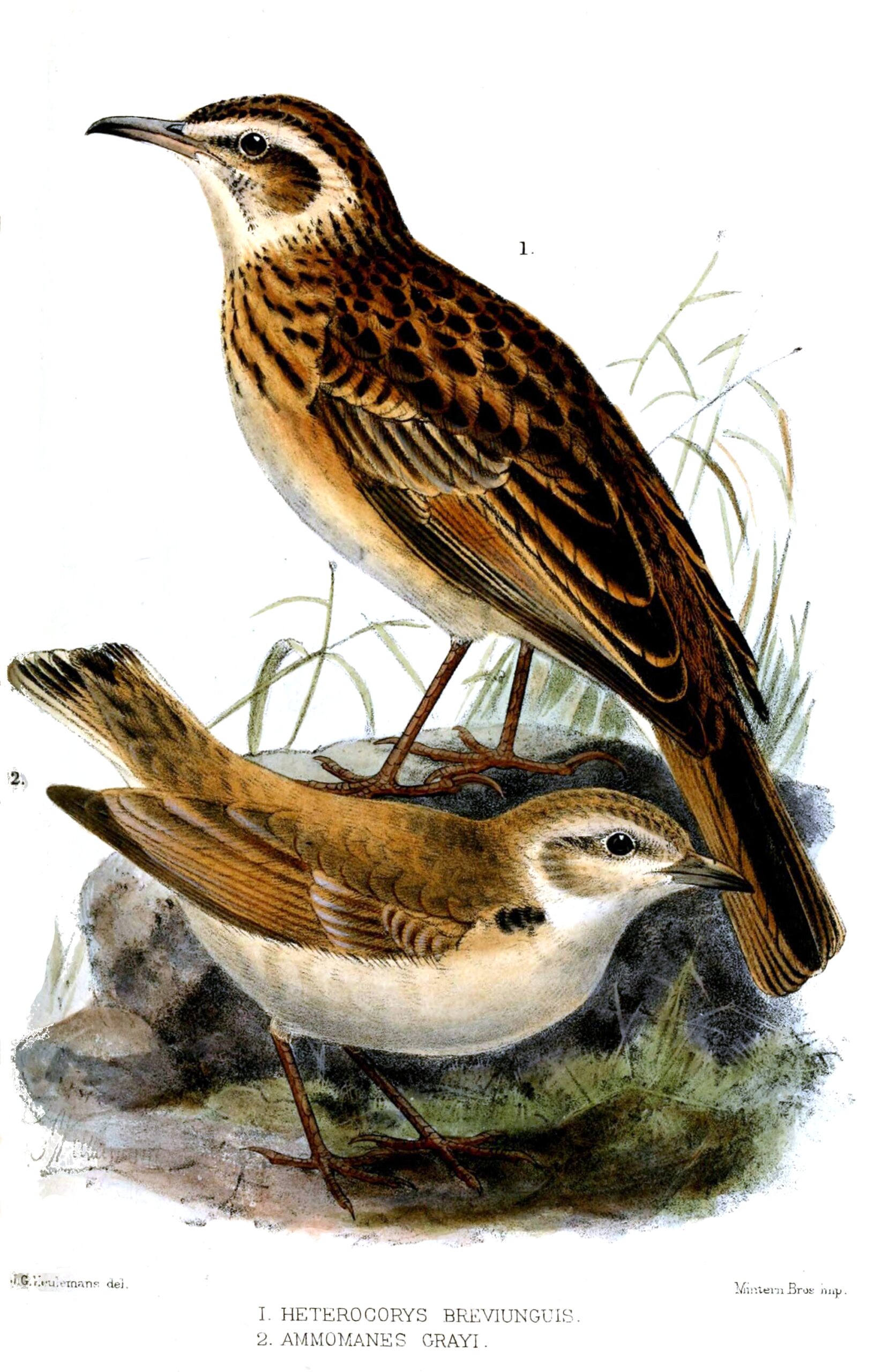 skřivan savanový (Certhilauda chuana)