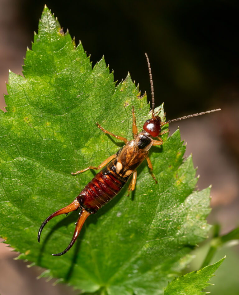 škvor obecný (Forficula auricularia)