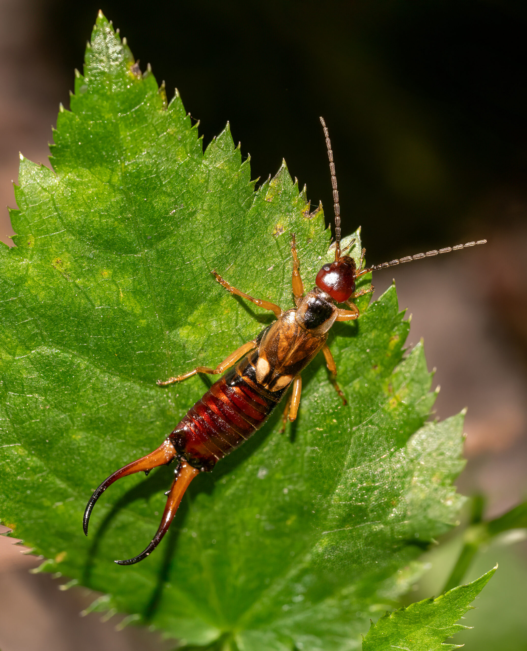 škvor obecný (Forficula auricularia)