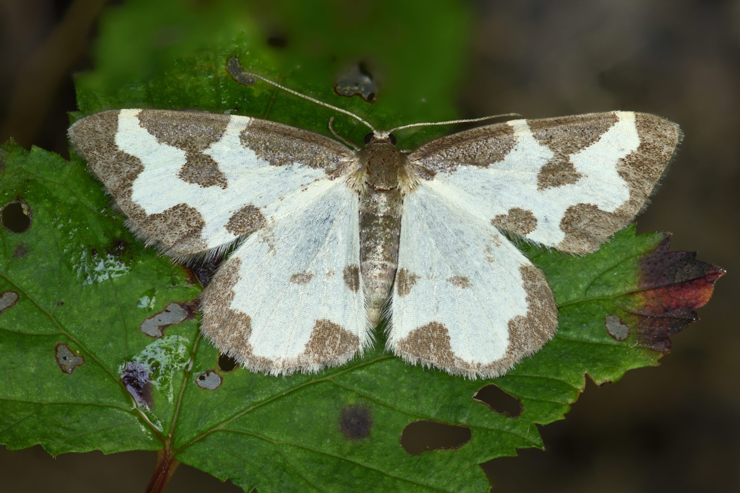 skvrnopásník lískový (Lomaspilis marginata)
