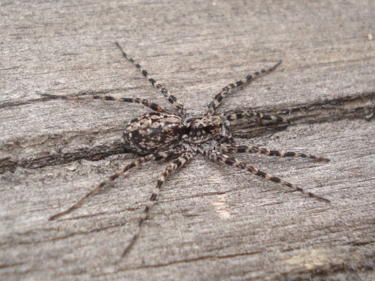 slíďák dřevomilný (Acantholycosa lignaria)