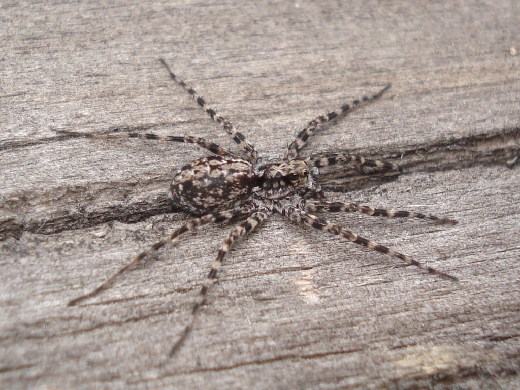 slíďák dřevomilný (Acantholycosa lignaria)
