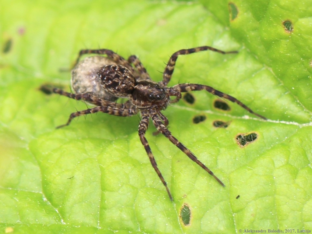 slíďák mokřadní (Pardosa amentata)