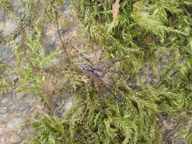 slíďák ostnonohý (Acantholycosa norvegica)