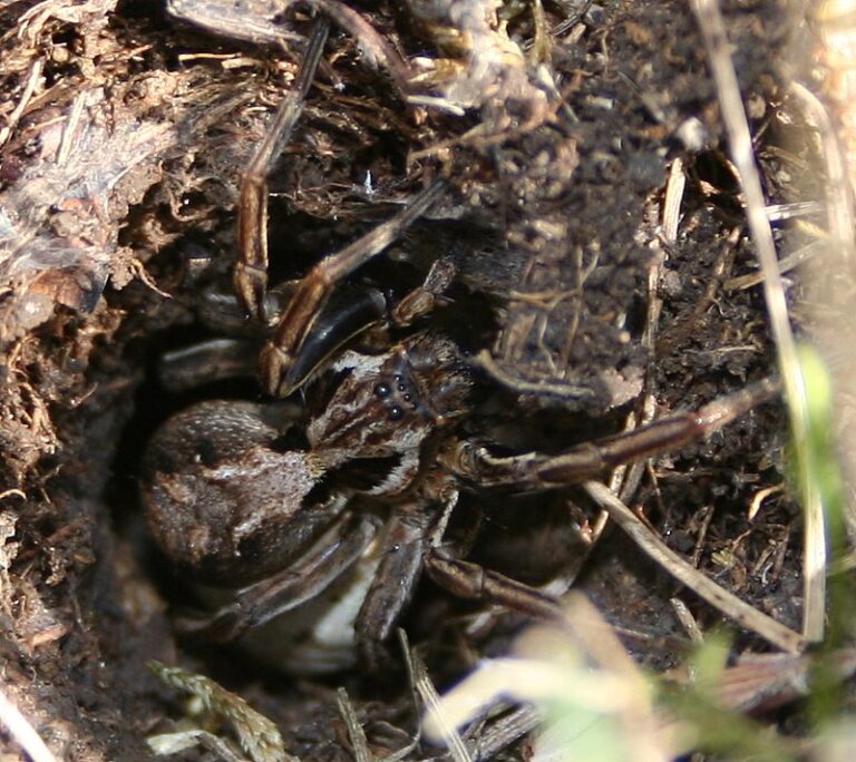 slíďák suchopárový (Alopecosa striatipes)