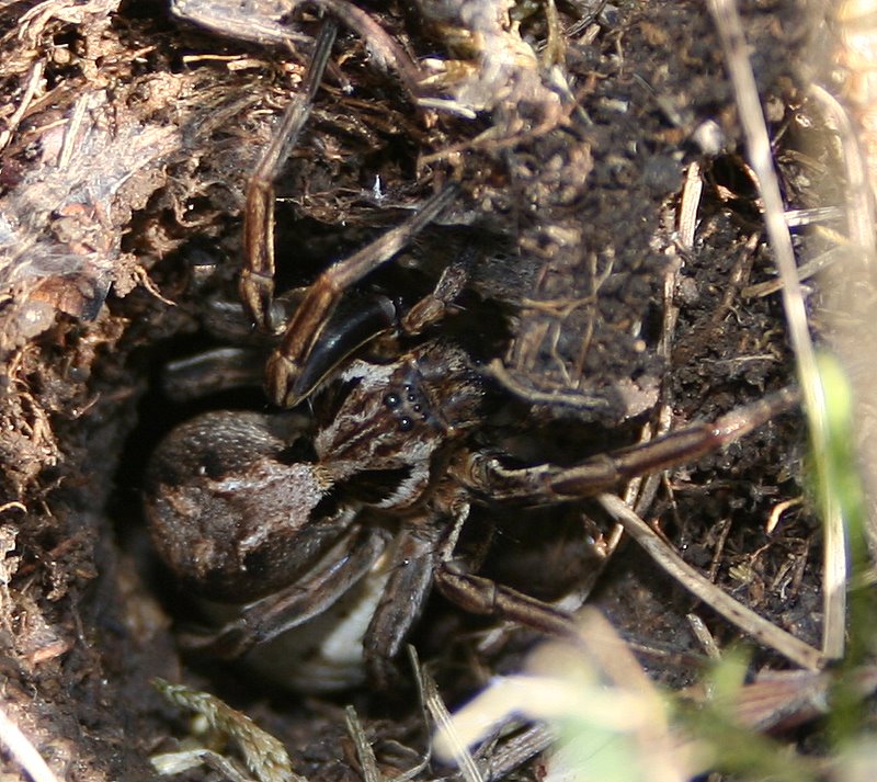 slíďák suchopárový (Alopecosa striatipes)