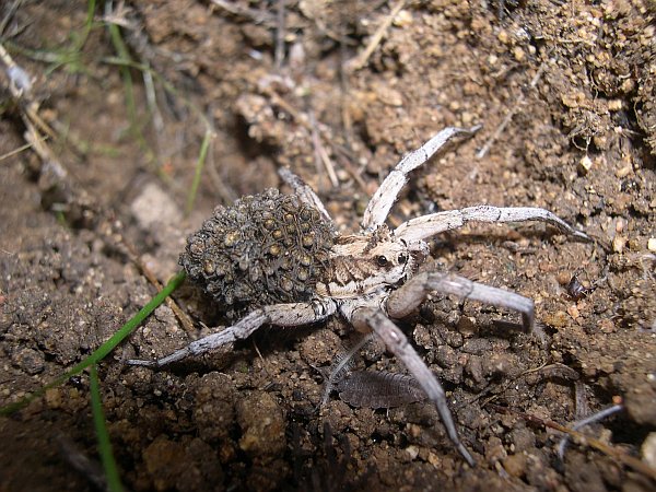 slíďák tarentský (Lycosa tarantula)