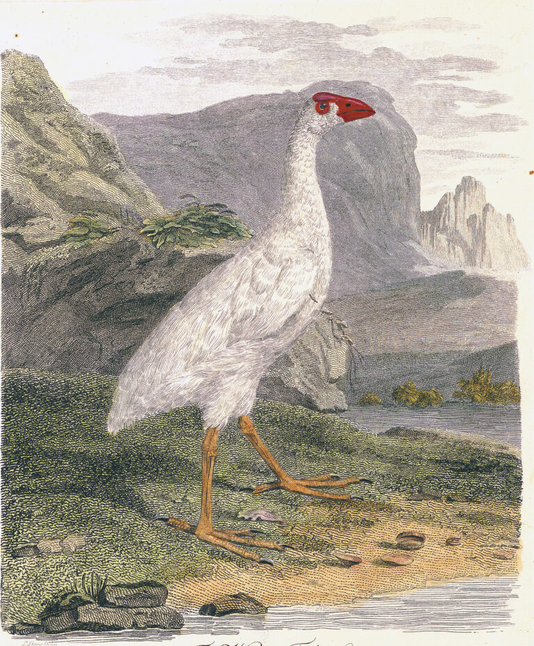 slípka bělavá (Porphyrio albus)