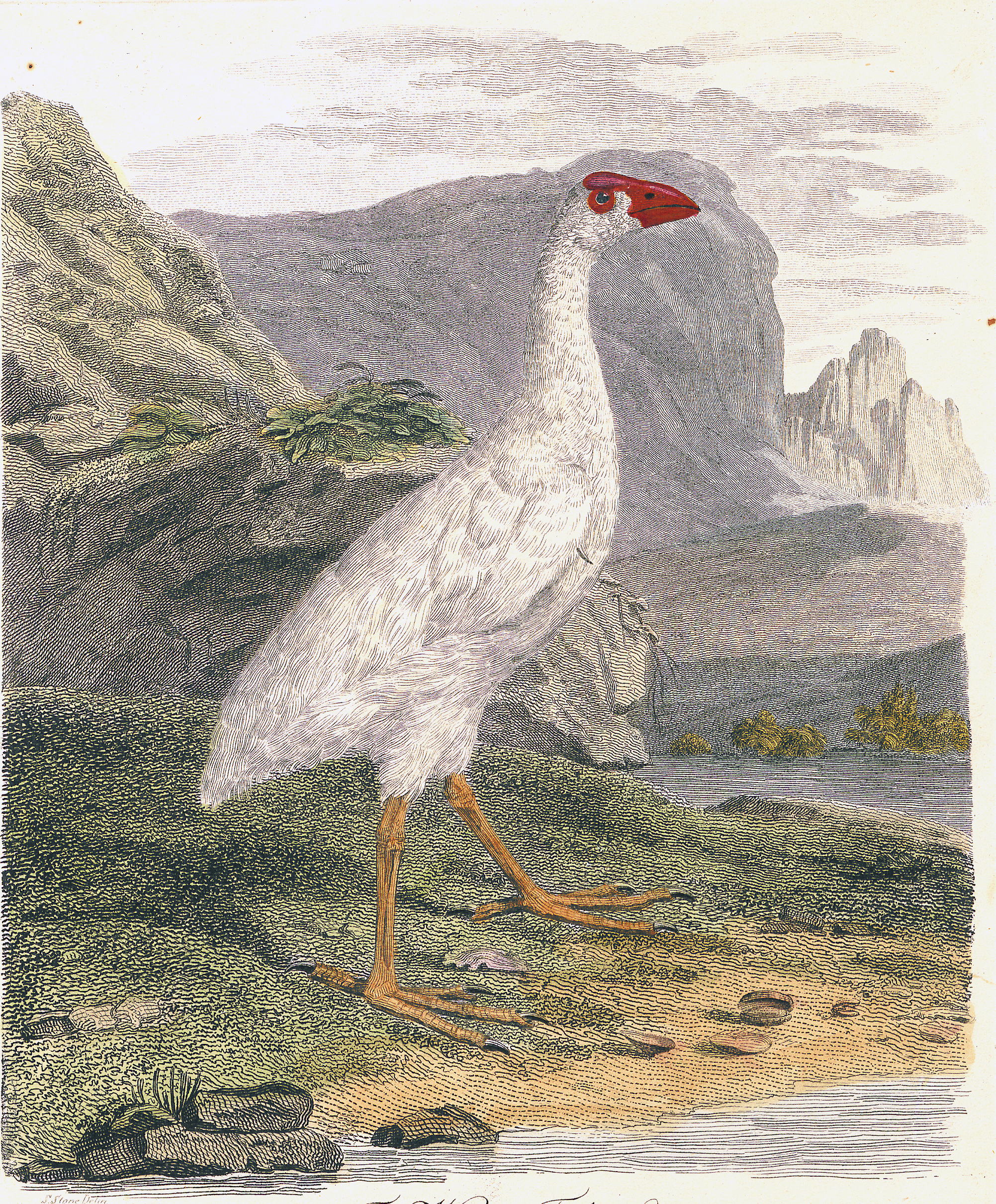 slípka bělavá (Porphyrio albus)